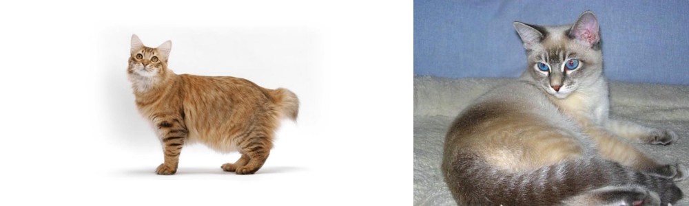 Tiger Cat vs American Bobtail - Breed Comparison
