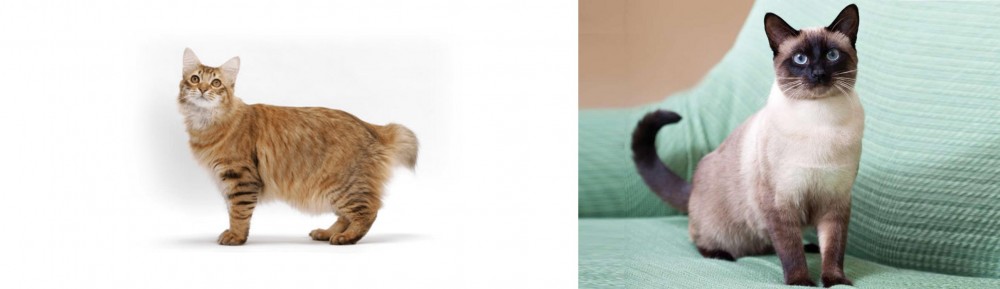 Traditional Siamese vs American Bobtail - Breed Comparison