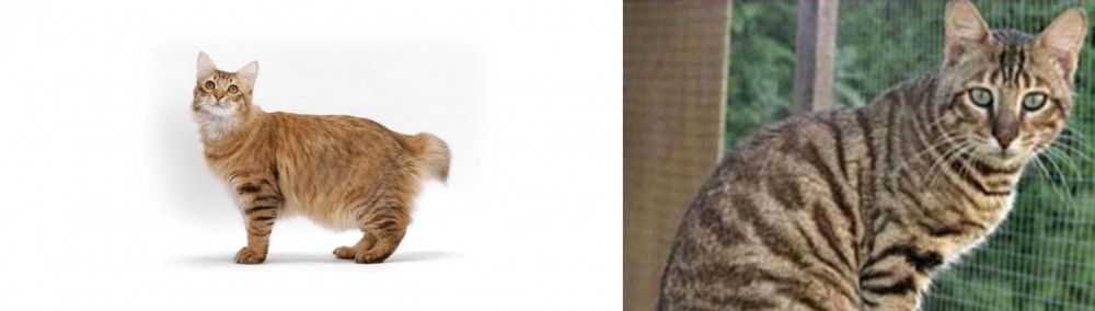 Ussuri vs American Bobtail - Breed Comparison