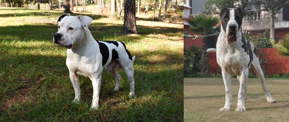 Alangu Mastiff vs American Bulldog - Breed Comparison