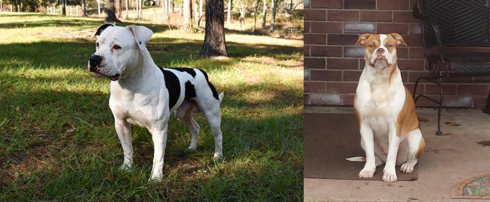 Alapaha Blue Blood Bulldog vs American Bulldog - Breed Comparison