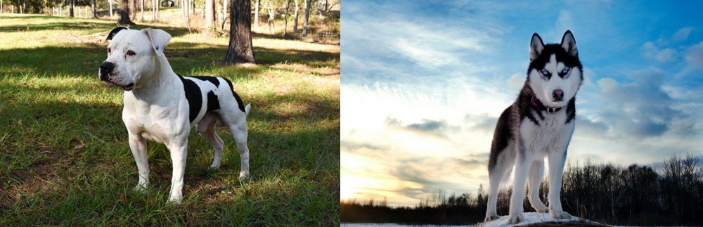 Alaskan Husky vs American Bulldog - Breed Comparison