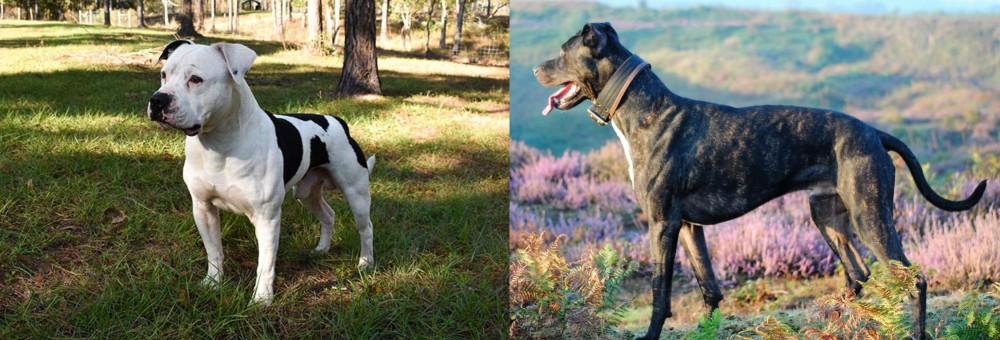 Alaunt vs American Bulldog - Breed Comparison