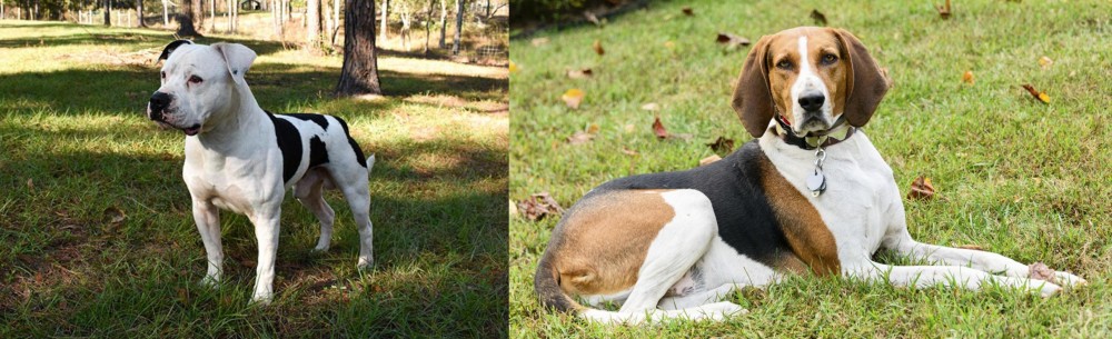 American English Coonhound vs American Bulldog - Breed Comparison