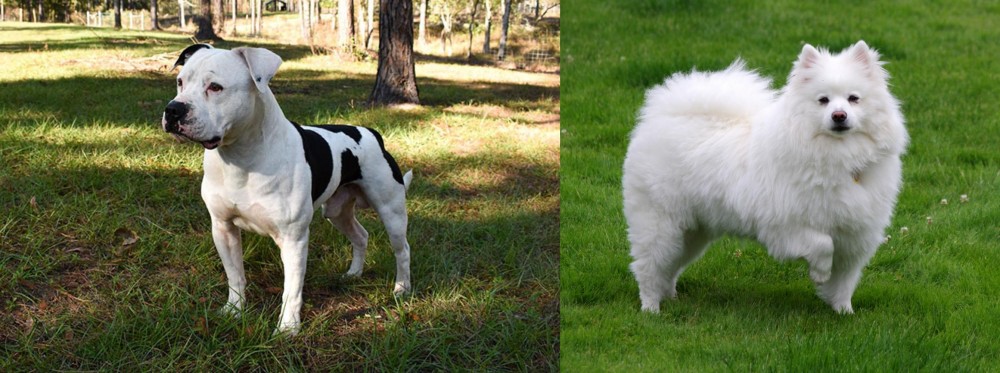 American Eskimo Dog vs American Bulldog - Breed Comparison