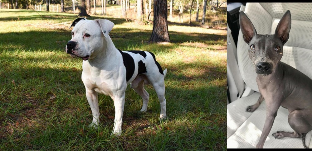 American Hairless Terrier vs American Bulldog - Breed Comparison