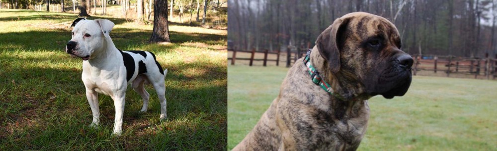 American Mastiff vs American Bulldog - Breed Comparison
