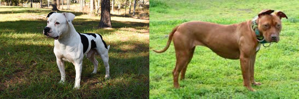 American Pit Bull Terrier vs American Bulldog - Breed Comparison