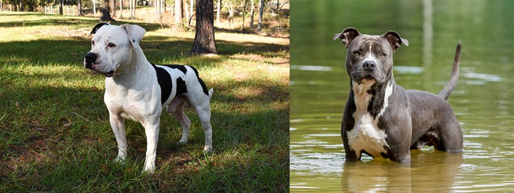 American Staffordshire Terrier vs American Bulldog - Breed Comparison