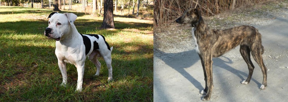 American Staghound vs American Bulldog - Breed Comparison