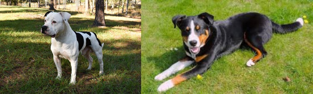 Appenzell Mountain Dog vs American Bulldog - Breed Comparison