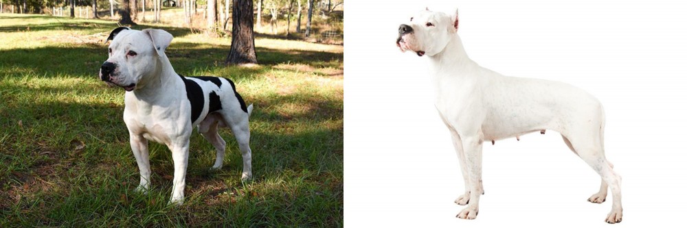 Argentine Dogo vs American Bulldog - Breed Comparison