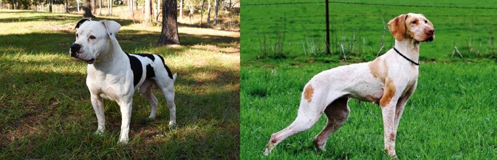 Ariege Pointer vs American Bulldog - Breed Comparison