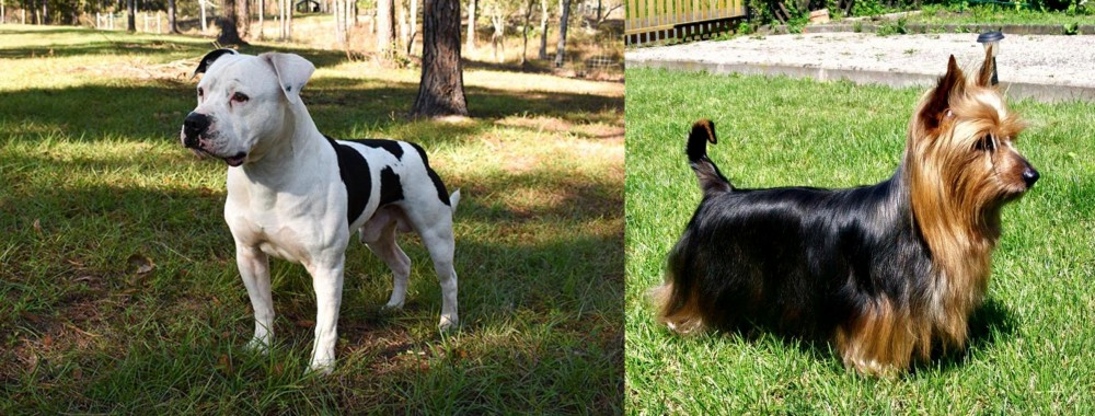 Australian Silky Terrier vs American Bulldog - Breed Comparison