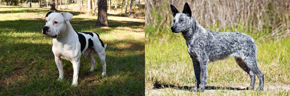 Australian Stumpy Tail Cattle Dog vs American Bulldog - Breed Comparison