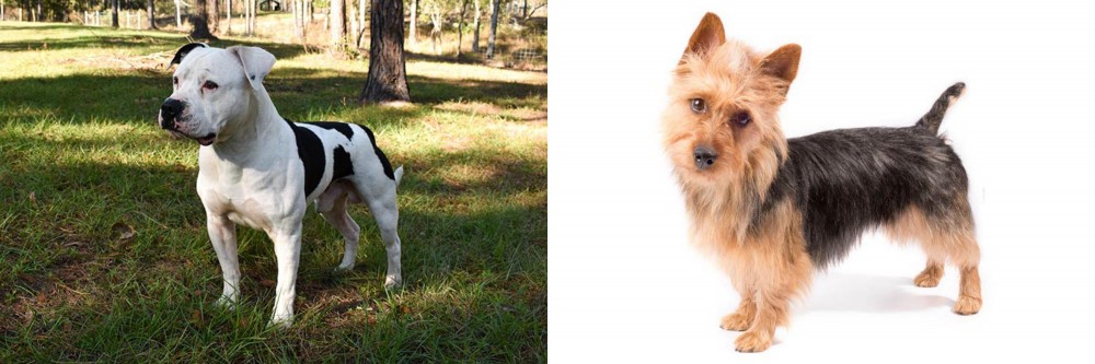 Australian Terrier vs American Bulldog - Breed Comparison