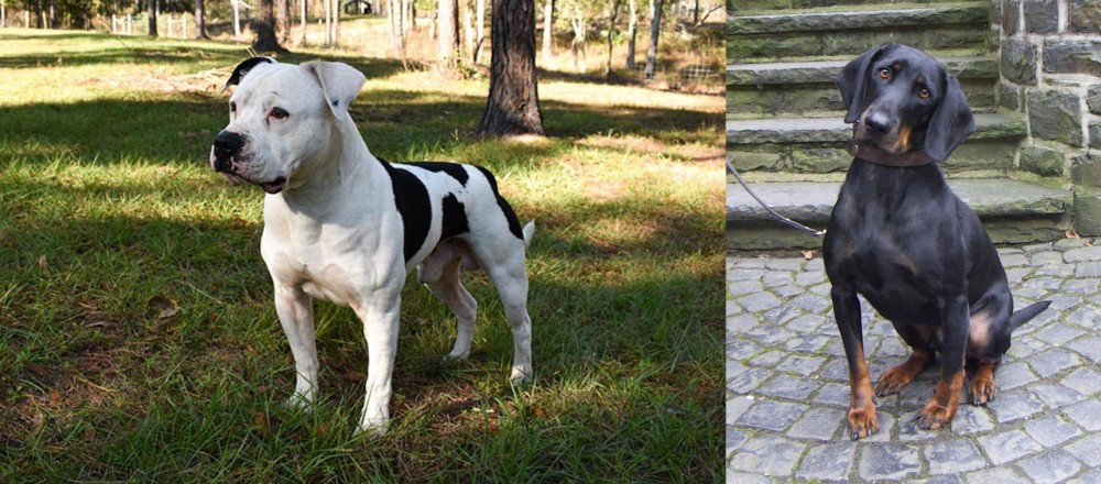 Austrian Black and Tan Hound vs American Bulldog - Breed Comparison