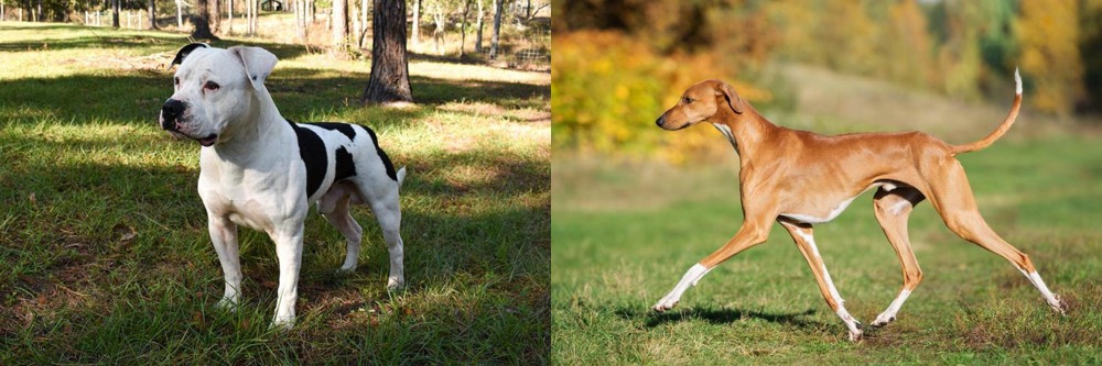 Azawakh vs American Bulldog - Breed Comparison