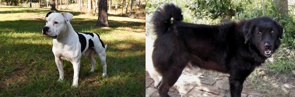 Bakharwal Dog vs American Bulldog - Breed Comparison