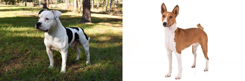 Basenji vs American Bulldog - Breed Comparison
