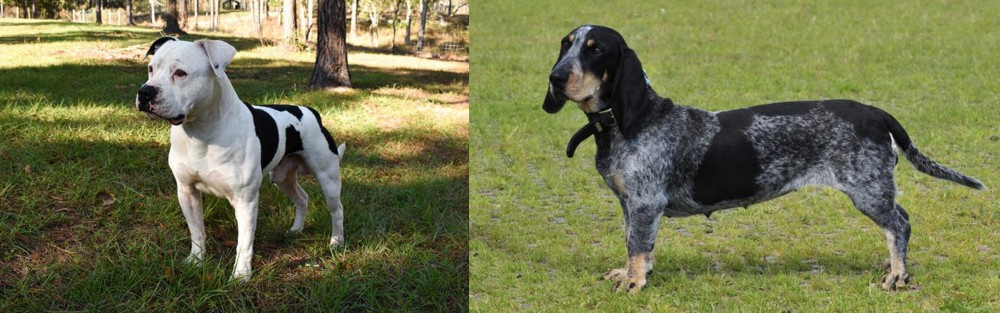 Basset Bleu de Gascogne vs American Bulldog - Breed Comparison