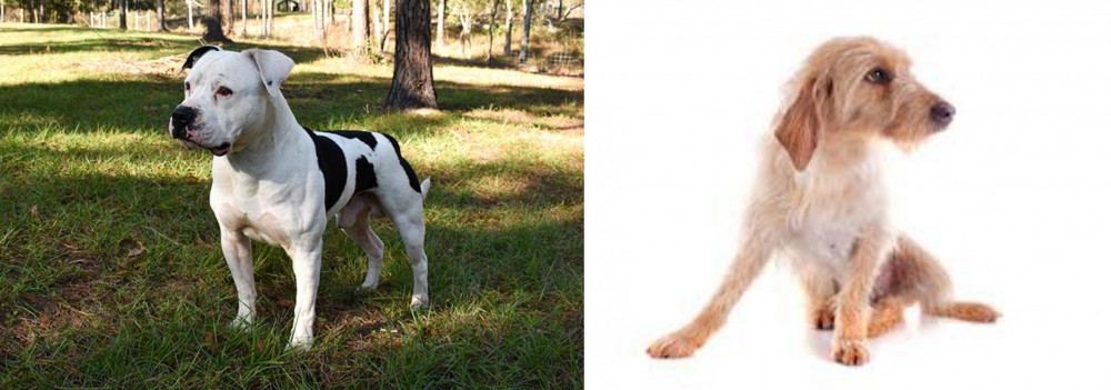 Basset Fauve de Bretagne vs American Bulldog - Breed Comparison