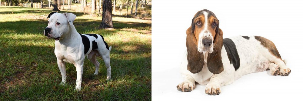 Basset Hound vs American Bulldog - Breed Comparison