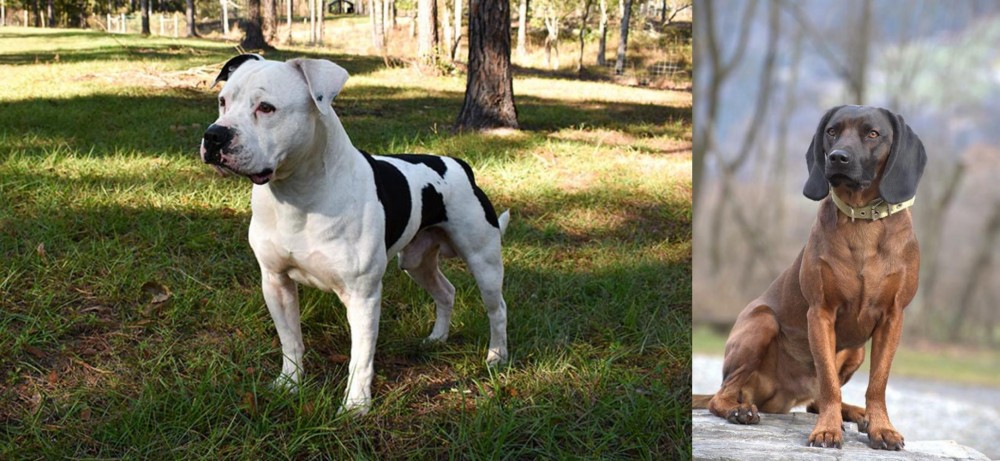 Bavarian Mountain Hound vs American Bulldog - Breed Comparison