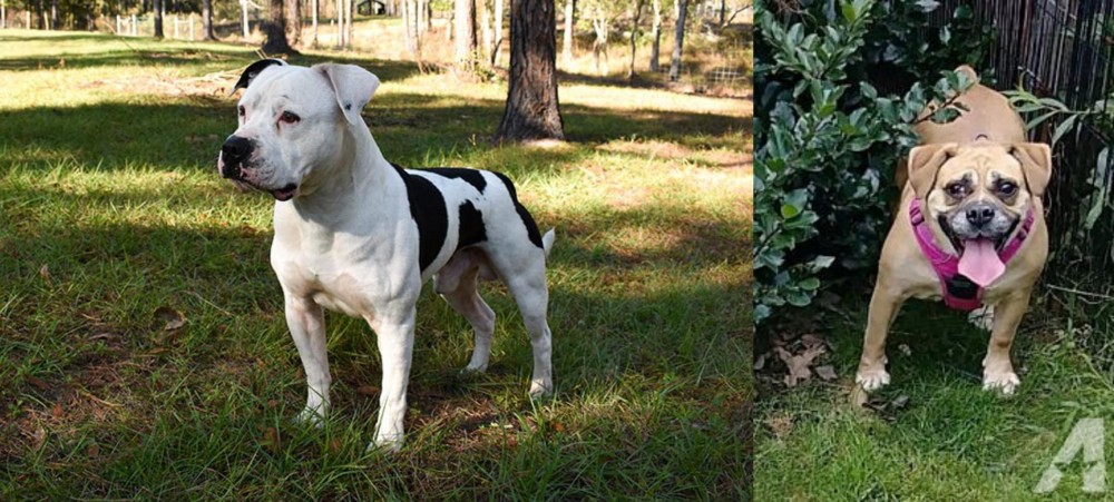 Beabull vs American Bulldog - Breed Comparison