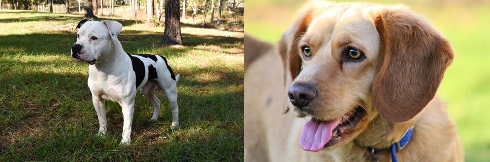Beago vs American Bulldog - Breed Comparison