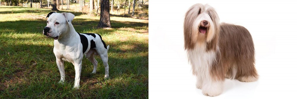 Bearded Collie vs American Bulldog - Breed Comparison