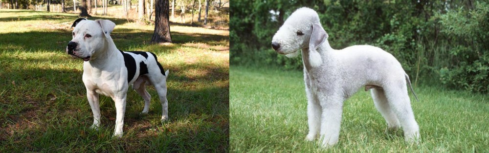 Bedlington Terrier vs American Bulldog - Breed Comparison
