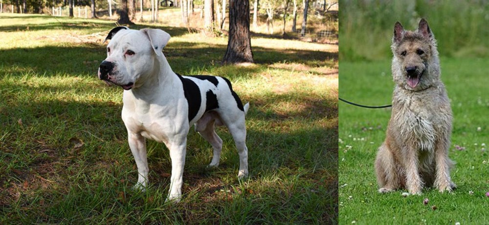 Belgian Shepherd Dog (Laekenois) vs American Bulldog - Breed Comparison