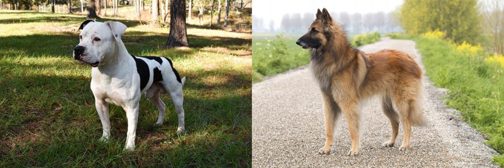 Belgian Shepherd Dog (Tervuren) vs American Bulldog - Breed Comparison