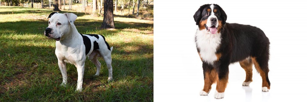 Bernese Mountain Dog vs American Bulldog - Breed Comparison