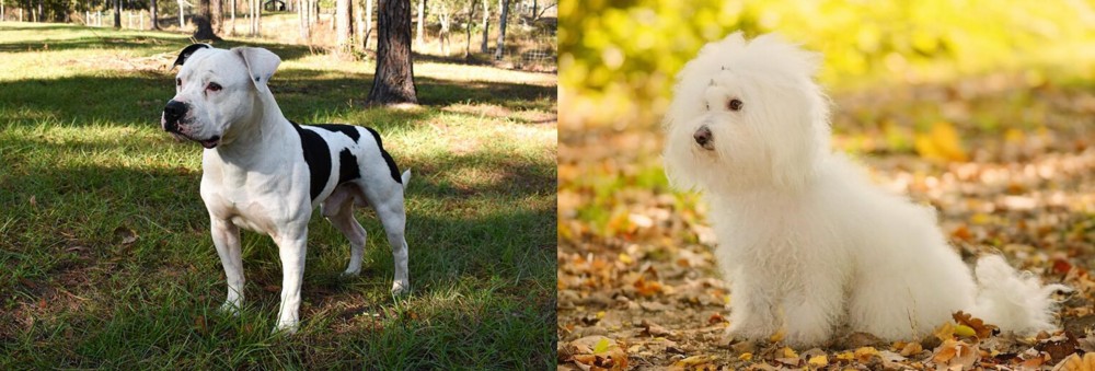 Bichon Bolognese vs American Bulldog - Breed Comparison