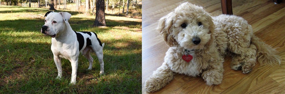 Bichonpoo vs American Bulldog - Breed Comparison