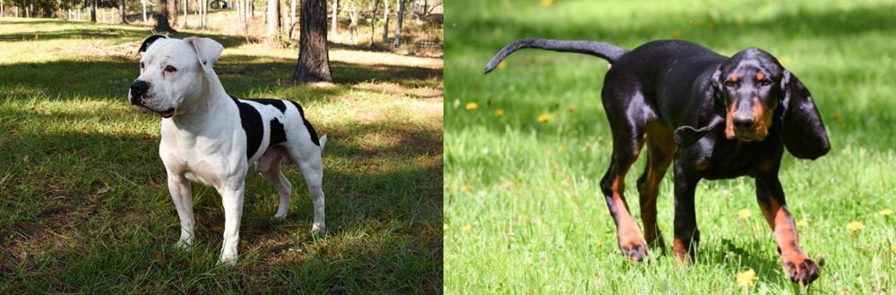Black and Tan Coonhound vs American Bulldog - Breed Comparison