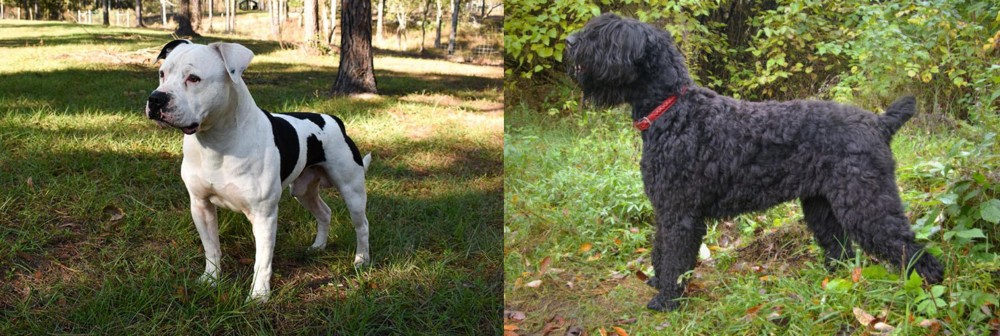 Black Russian Terrier vs American Bulldog - Breed Comparison