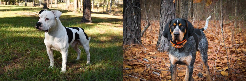 Bluetick Coonhound vs American Bulldog - Breed Comparison