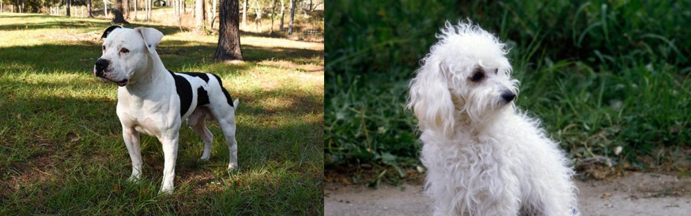 Bolognese vs American Bulldog - Breed Comparison