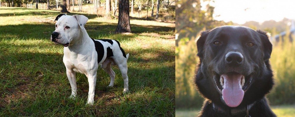 Borador vs American Bulldog - Breed Comparison