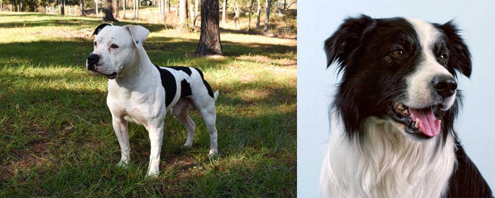 Border Collie vs American Bulldog - Breed Comparison