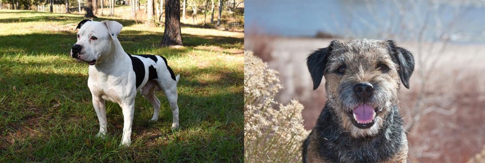 Border Terrier vs American Bulldog - Breed Comparison