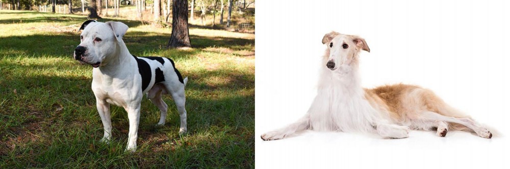 Borzoi vs American Bulldog - Breed Comparison