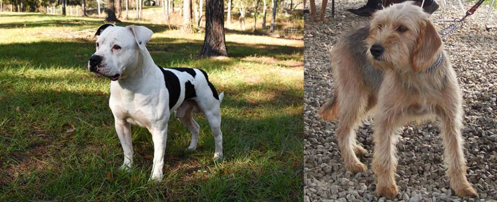 Bosnian Coarse-Haired Hound vs American Bulldog - Breed Comparison