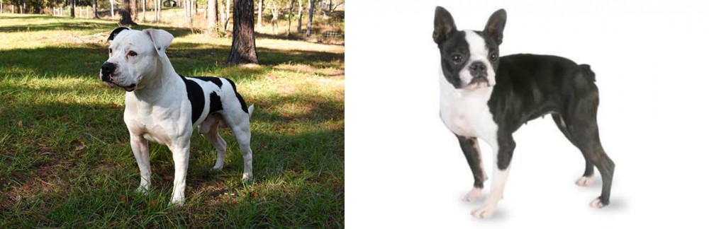 Boston Terrier vs American Bulldog - Breed Comparison