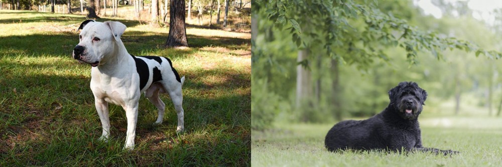 Bouvier des Flandres vs American Bulldog - Breed Comparison
