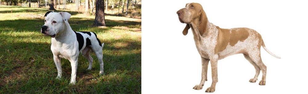 Bracco Italiano vs American Bulldog - Breed Comparison
