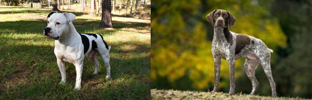 Braque Francais (Gascogne Type) vs American Bulldog - Breed Comparison